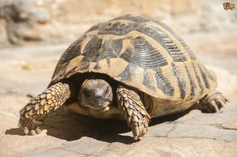 tortoise.jpg